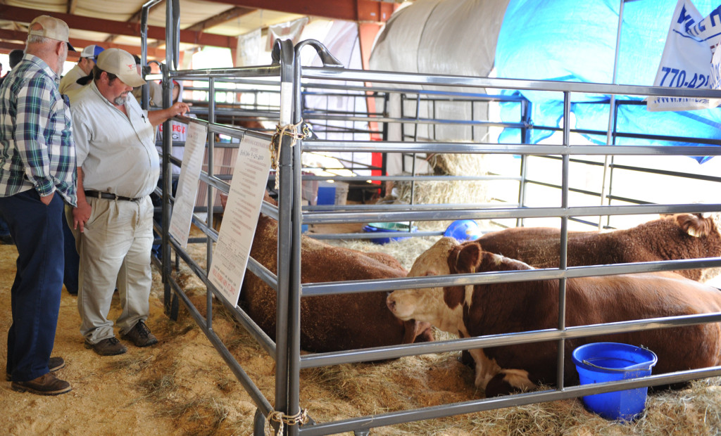 cattle Sunbelt Ag Expo in Moultrie,