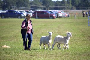 Shepard with sheep at sunbelt ag expo