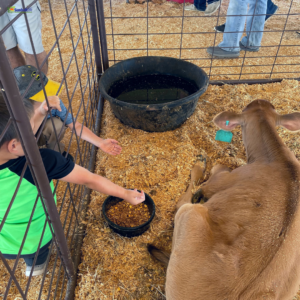 Experience Dairy at the Sunbelt Ag Expo