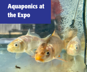 Aquaponics at the Expo