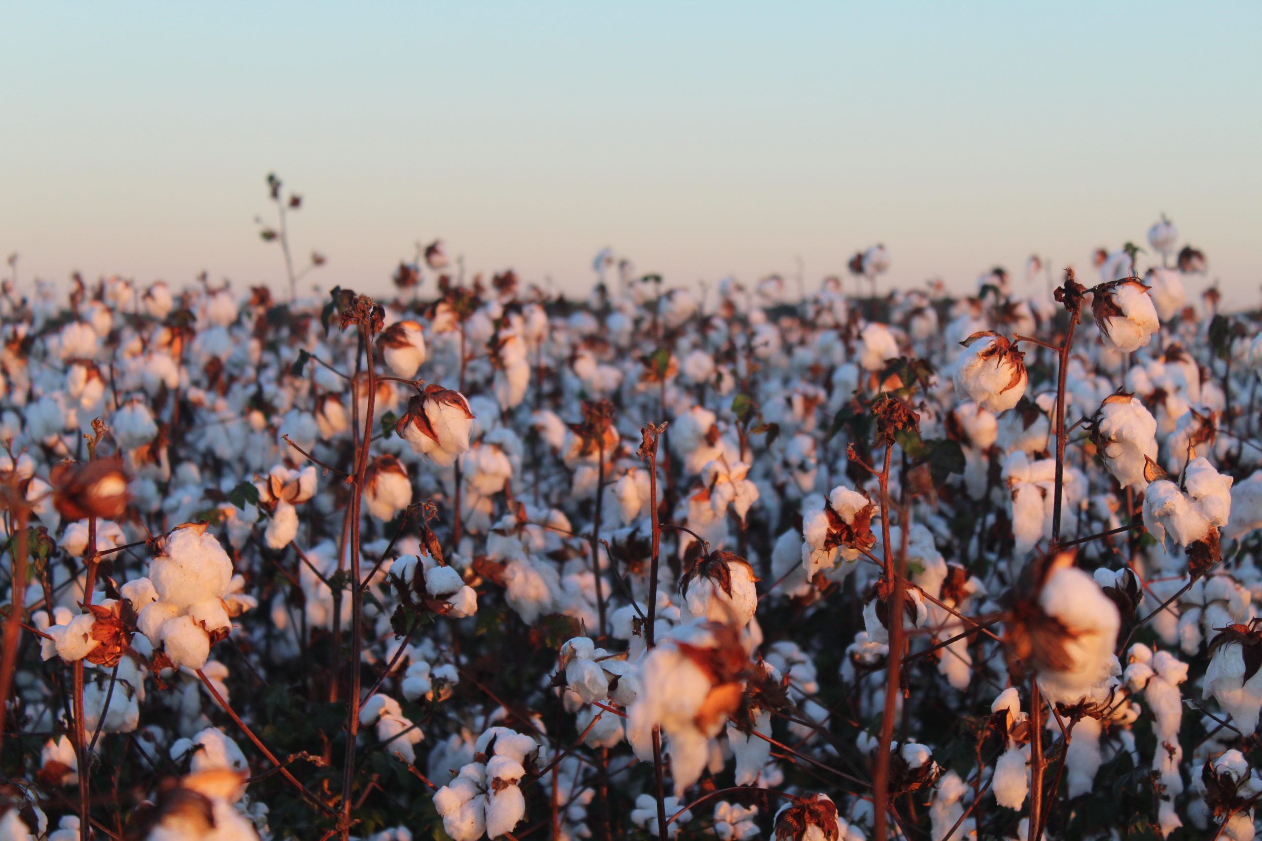 Sunbelt ag expo wrap up cotton