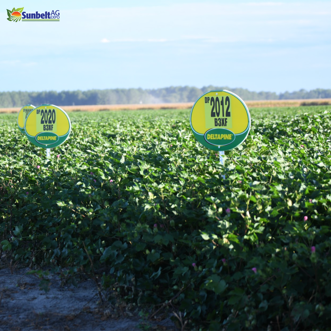 Bayer Delta Pine Cotton Seed Research Trials Sunbelt Ag Expo Field Day