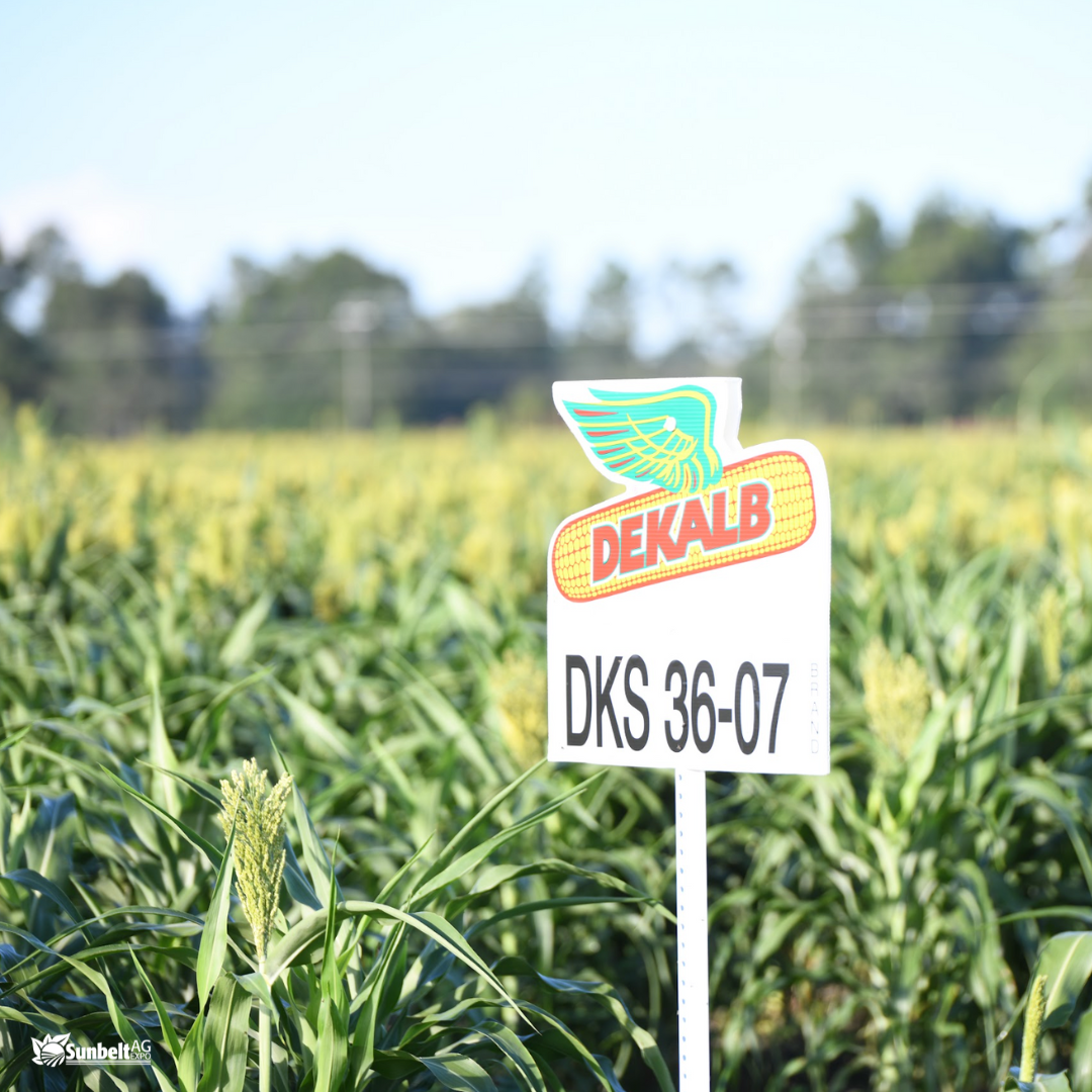 Sunbelt Ag Expo 2023 Field Day Bayer Dekalb Corn Sorghum