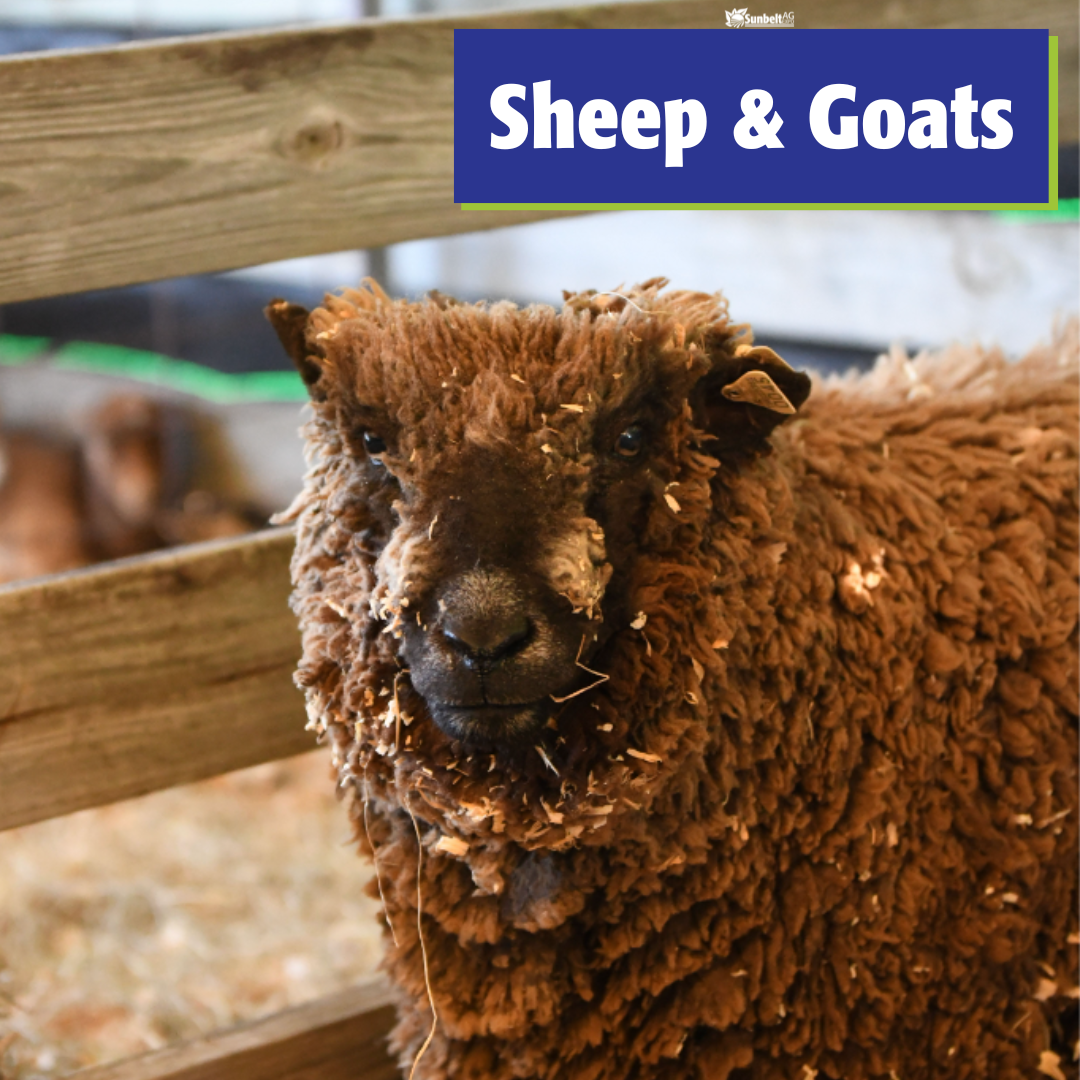 Sheep and Goat Seminars 2023 Sunbelt Ag Expo