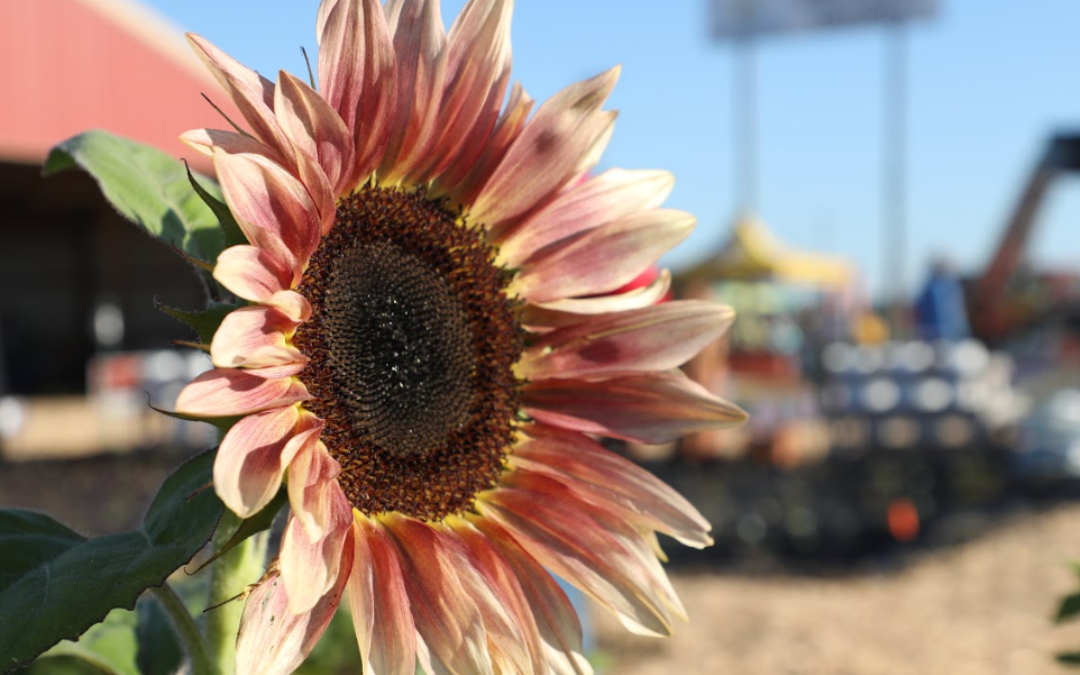 Get More Bang for your Backyard: Backyard Garden Models at Sunbelt Expo