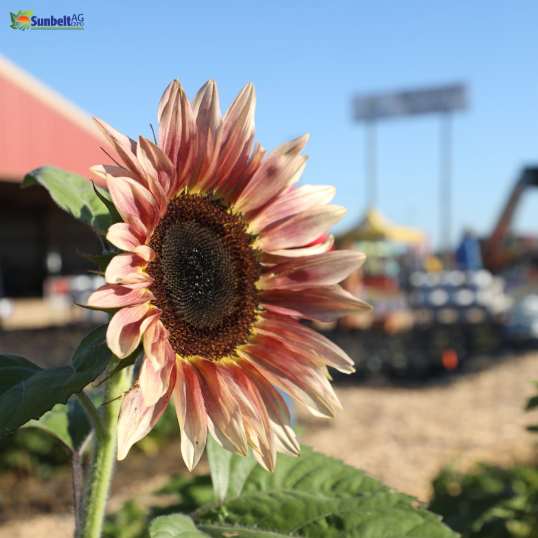 Flint River Fresh Backyard Garden 2024 Sunbelt Ag Expo