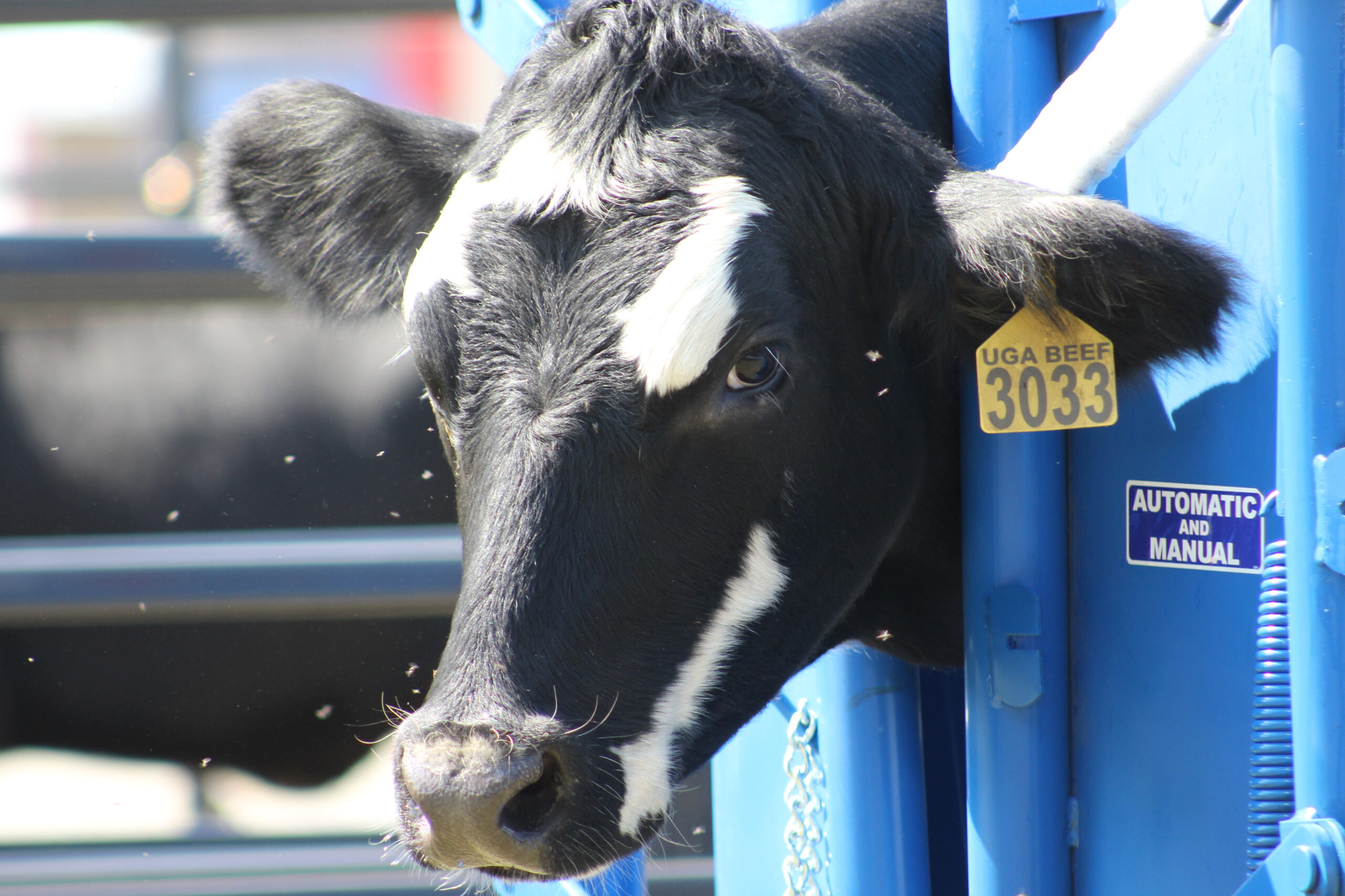 Chute Out Beef Pavilion 2024 Sunbelt Ag Expo