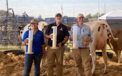 The Udder Excitement for the Annual Cow Milking Contest