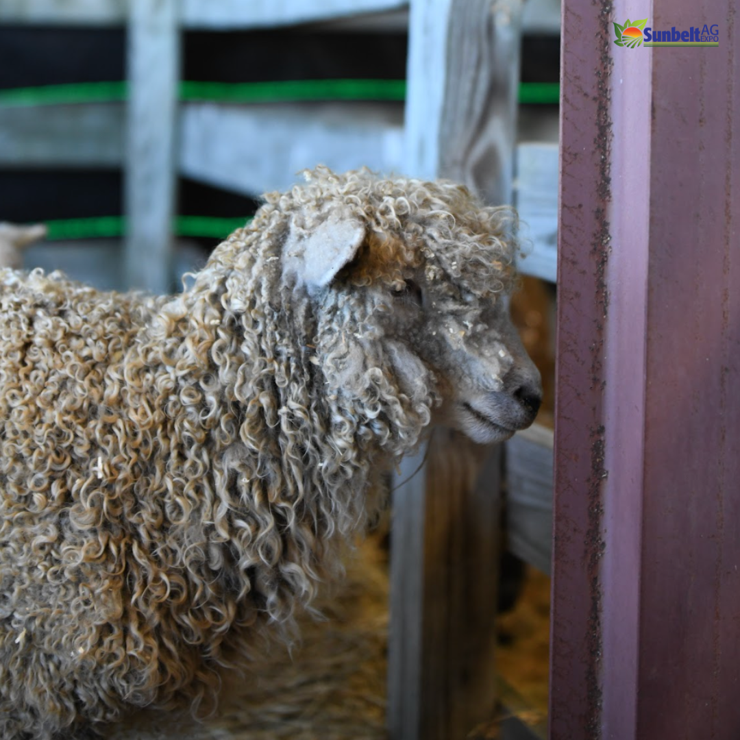 Sheep and Goat Pavilion 2024 Sunbelt Ag Expo