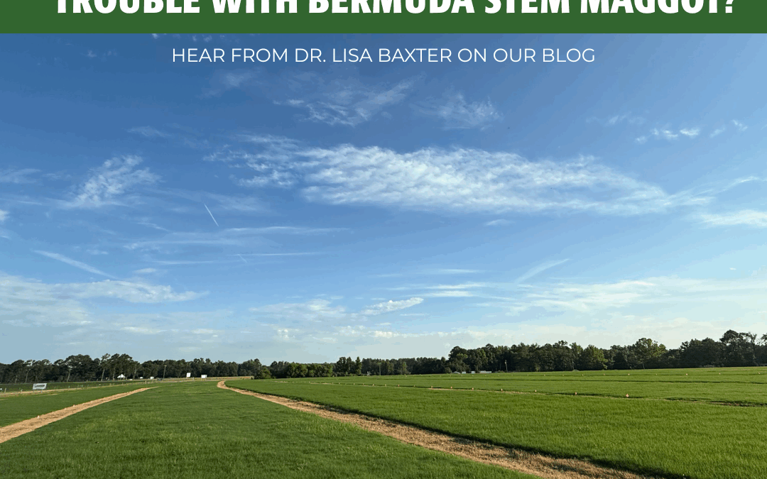Trouble with the Bermudagrass Stem Maggot?