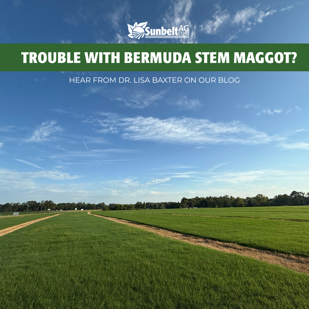 Trouble with bermuda stem maggot advice Sunbelt Ag Expo