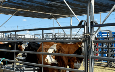 Curt Pate Demonstrations at the 2025 Sunbelt Ag Expo