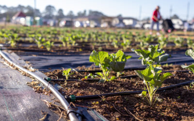 Growing Food, People, and Community