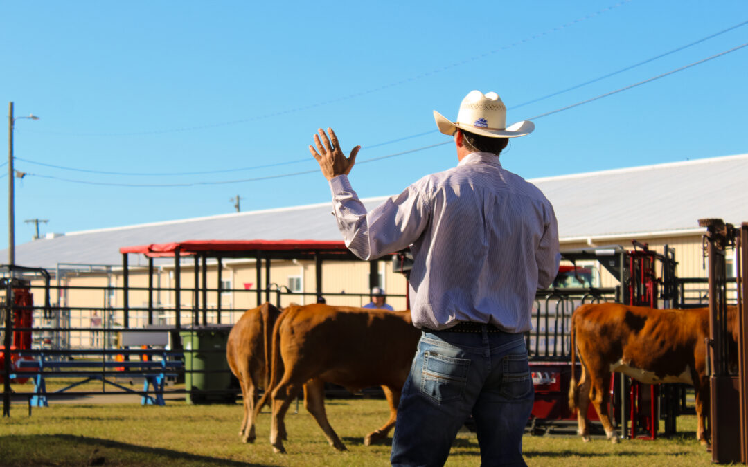 A Walk on the Livestock Side