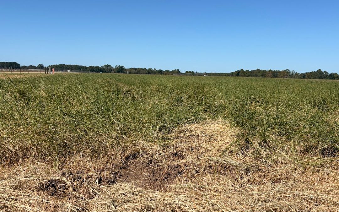 Hay Demonstrations Highlight Efficiency at the Sunbelt Ag Expo